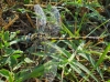 Onychogomphus uncatus