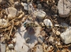 Onychogomphus uncatus