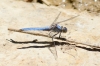 Orthetrum brunneum (Fonscolombe, 1837)