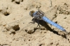 Orthetrum brunneum (Fonscolombe, 1837)