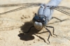 Orthetrum brunneum (Fonscolombe, 1837)