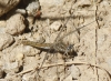 Orthetrum brunneum (Fonscolombe, 1837)