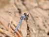 Orthetrum brunneum (Fonscolombe, 1837)