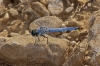 Orthetrum brunneum Orthetrum brunneum