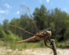 Orthetrum brunneum Orthetrum brunneum