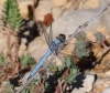 Orthetrum brunneum Orthetrum brunneum