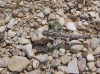 Orthetrum brunneum Orthetrum brunneum