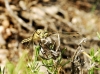 Orthetrum cancellatum