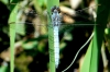 Orthetrum coerulescens