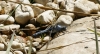 Orthetrum brunneum (Fonscolombe, 1837)