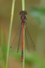 Pyrrhosoma nymphula (Sulzer, 1776)