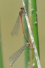 Pyrrhosoma nymphula (Sulzer, 1776)
