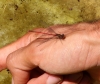 Pyrrhosoma nymphula (Sulzer, 1776)