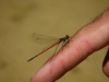 Pyrrhosoma nymphula (Sulzer, 1776)