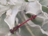 Pyrrhosoma nymphula (Sulzer, 1776)
