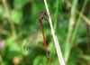 Pyrrhosoma nymphula (Sulzer, 1776)
