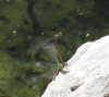 Pyrrhosoma nymphula (Sulzer, 1776)