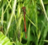 Pyrrhosoma nymphula (Sulzer, 1776)