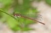 Pyrrhosoma nymphula Pyrrhosoma nymphula