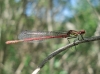 Pyrrhosoma nymphula Pyrrhosoma nymphula