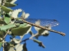 Pyrrhosoma nymphula Pyrrhosoma nymphula