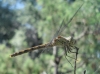 Sympetrum cf. striolatum