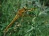 Sympetrum flaveolum (Linnaeus, 1758)