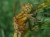 Sympetrum flaveolum (Linnaeus, 1758)