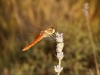 Sympetrum fonscolombii (Selys, 1840)