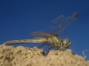 Sympetrum fonscolombii (Selys, 1840)