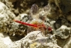 Sympetrum fonscolombii (Selys, 1840)