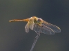 Sympetrum fonscolombii (Selys, 1840)