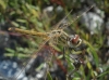 Sympetrum fonscolombii (Selys, 1840)