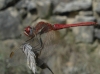 Sympetrum fonscolombii (Selys, 1840)