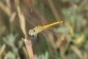 Sympetrum fonscolombii (Selys, 1840)