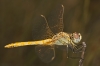 Sympetrum fonscolombii (Selys, 1840)