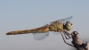 Sympetrum fonscolombii