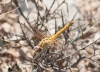 Sympetrum fonscolombii