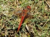 Sympetrum fonscolombii