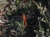 Sympetrum fonscolombii