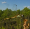 Sympetrum fonscolombii