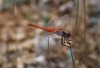 Sympetrum fonscolombii