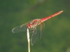 Sympetrum fonscolombii