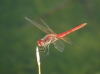 Sympetrum fonscolombii