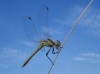 Sympetrum fonscolombii