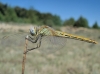 Sympetrum fonscolombii