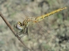 Sympetrum fonscolombii