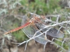 Sympetrum fonscolombii