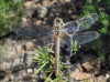 Sympetrum fonscolombii