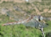 Sympetrum fonscolombii